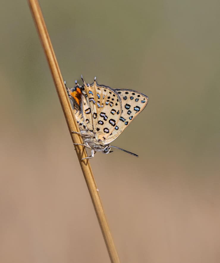 נחושתן-נמלים גלילי