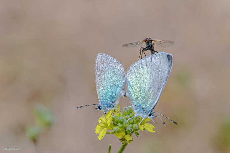 כחליל הדבשה במירון
