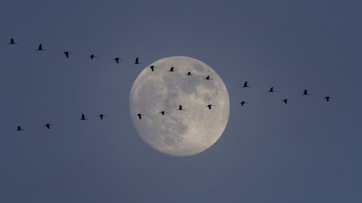 עגורים על רקע הירח