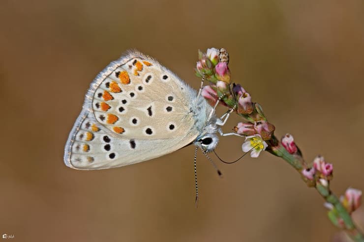 כחליל השברק