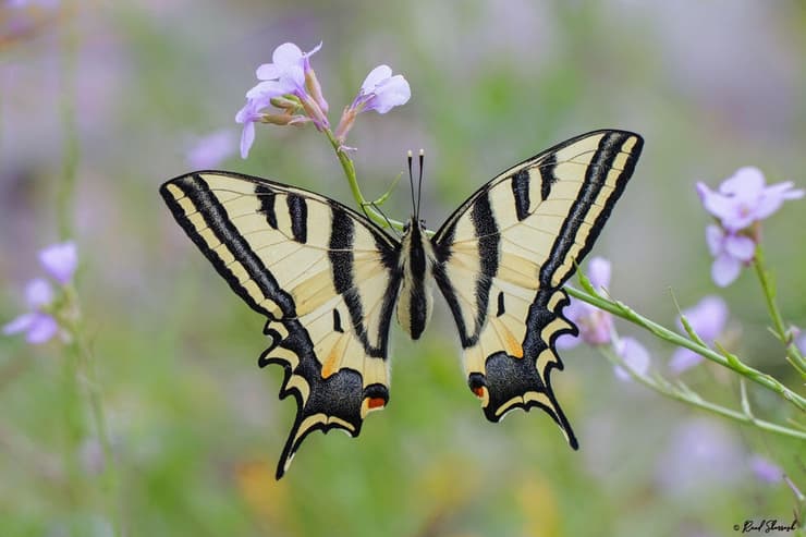 זנב סנונית המכבים