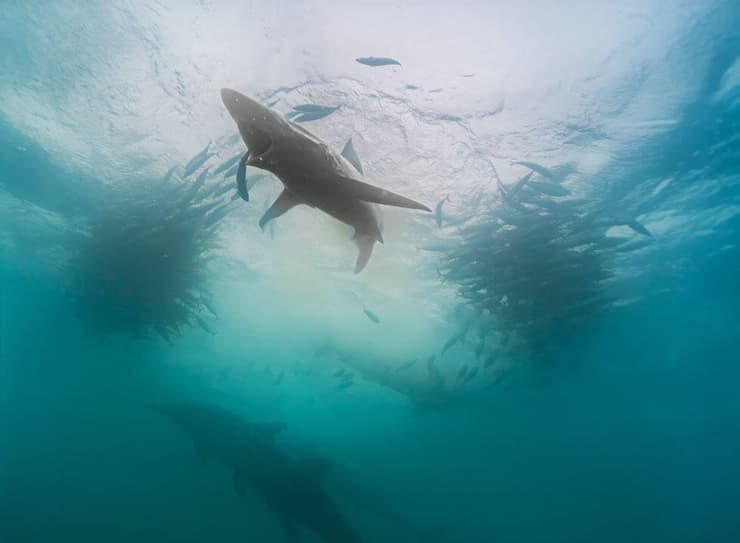 כריש נוגס בלהקה של סרדינים