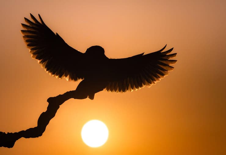 דורס לילה בשקיעה