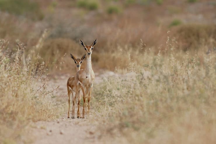 צבאים בנחל רבה