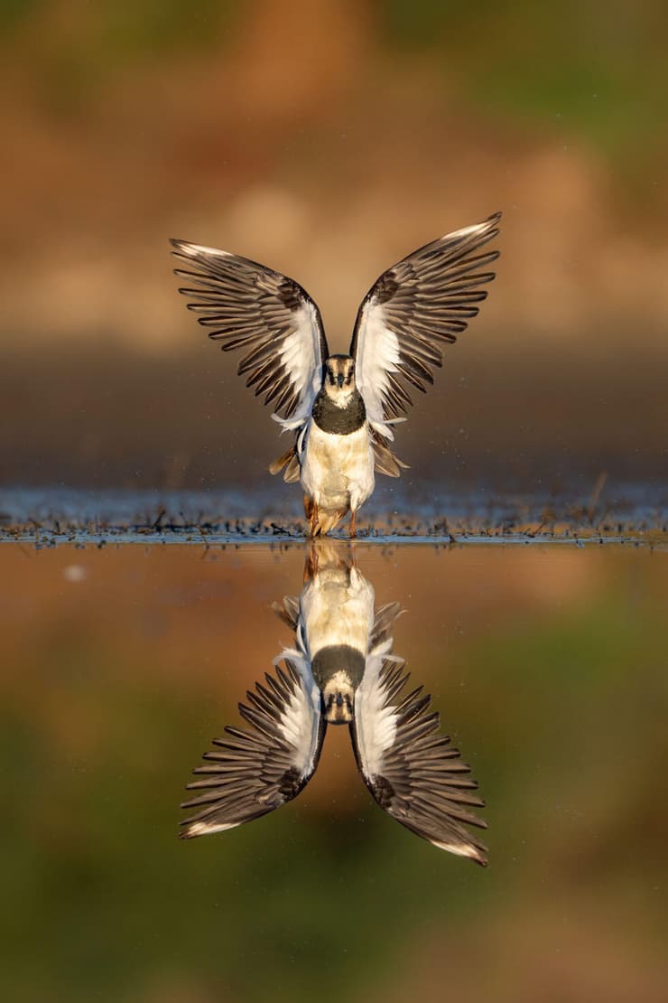 קיוית מצויצת
