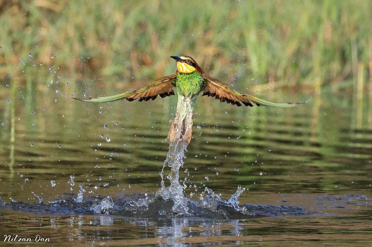 שרקרק ביציאה מהמים