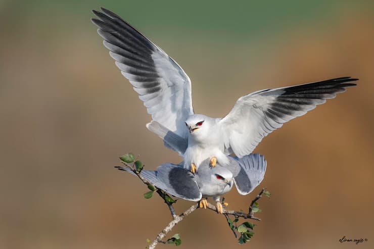 דאות שחורות-כתף