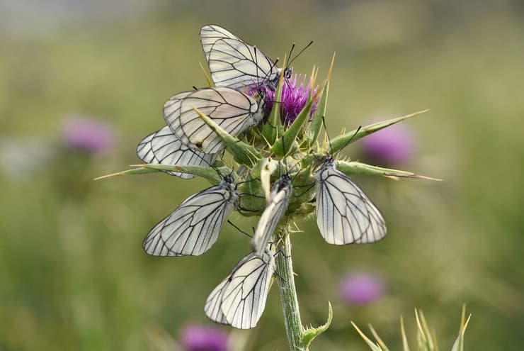 רשתן העוזרר