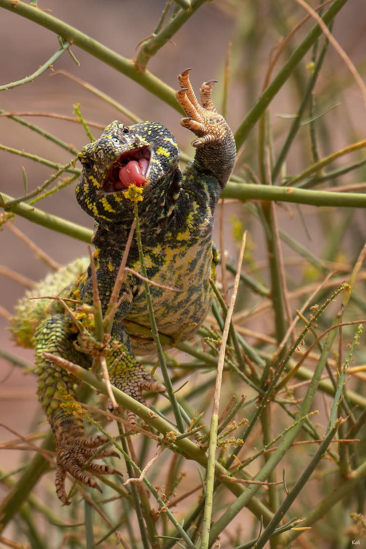 חרדון צב הדור