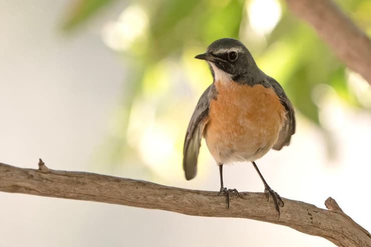 אירניה במשאבי שדה