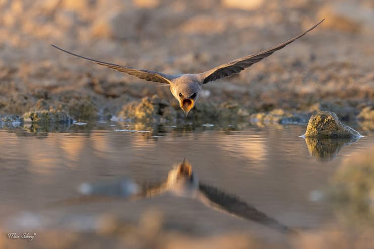 סנונית המדבר