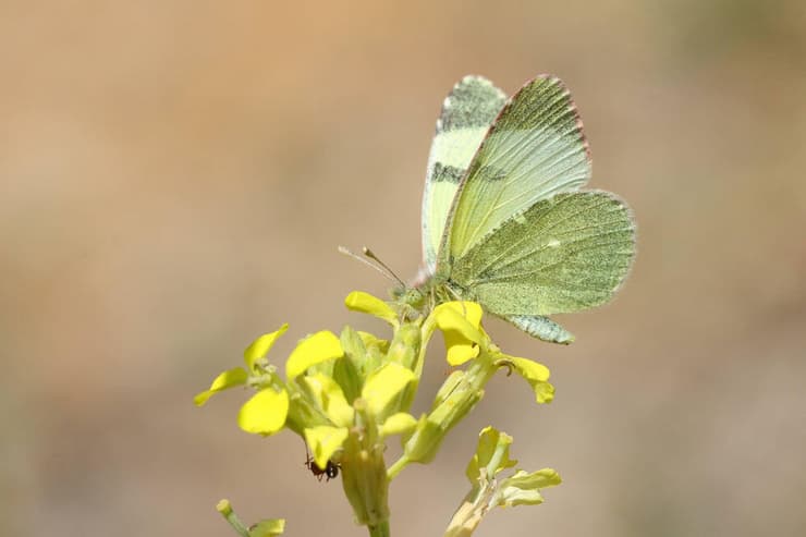 ירוק-כנף המנתור