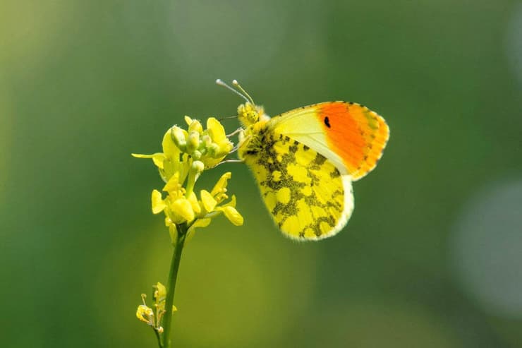 כתום-כנף צהוב