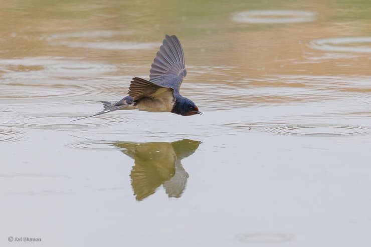 סנונית רפתות ויתוש