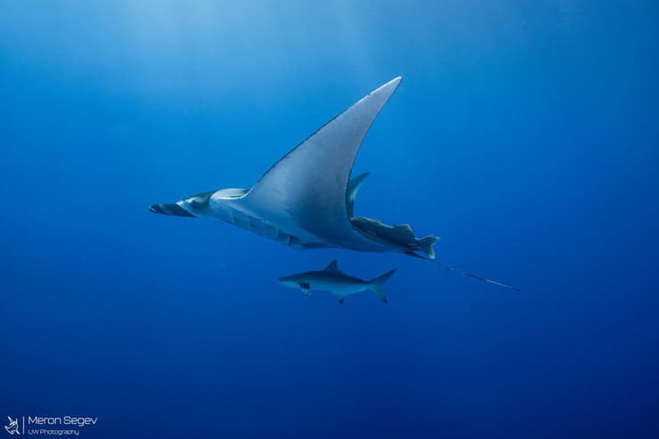 מנטה ענק באילת