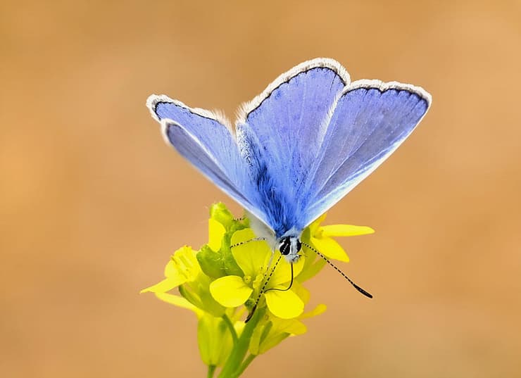 כחליל השברק