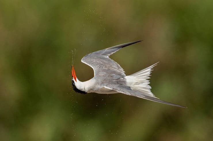 שחפית ים בהתנערות