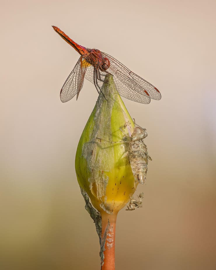 שפירית ונשל