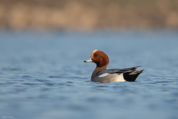 ברווז צהוב-מצח