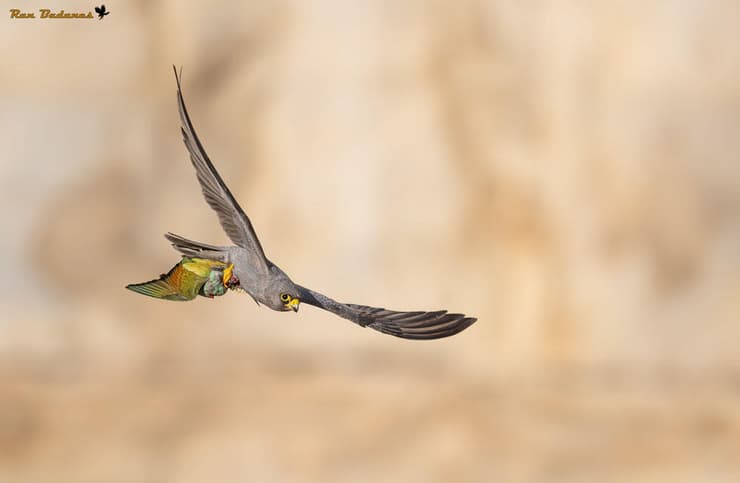 בז שחור ושרקרק