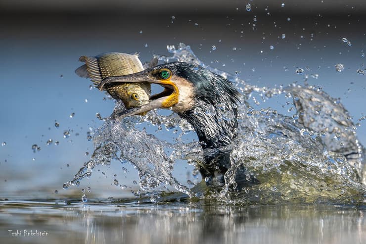 קורמורן ודג