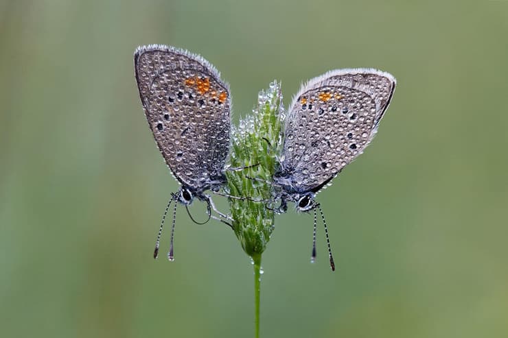 כחליל חינני