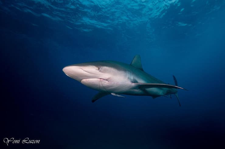 כרישה עפרורית בחדרה
