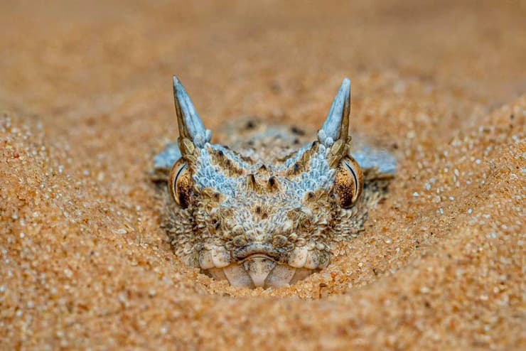 עכן חרטומים