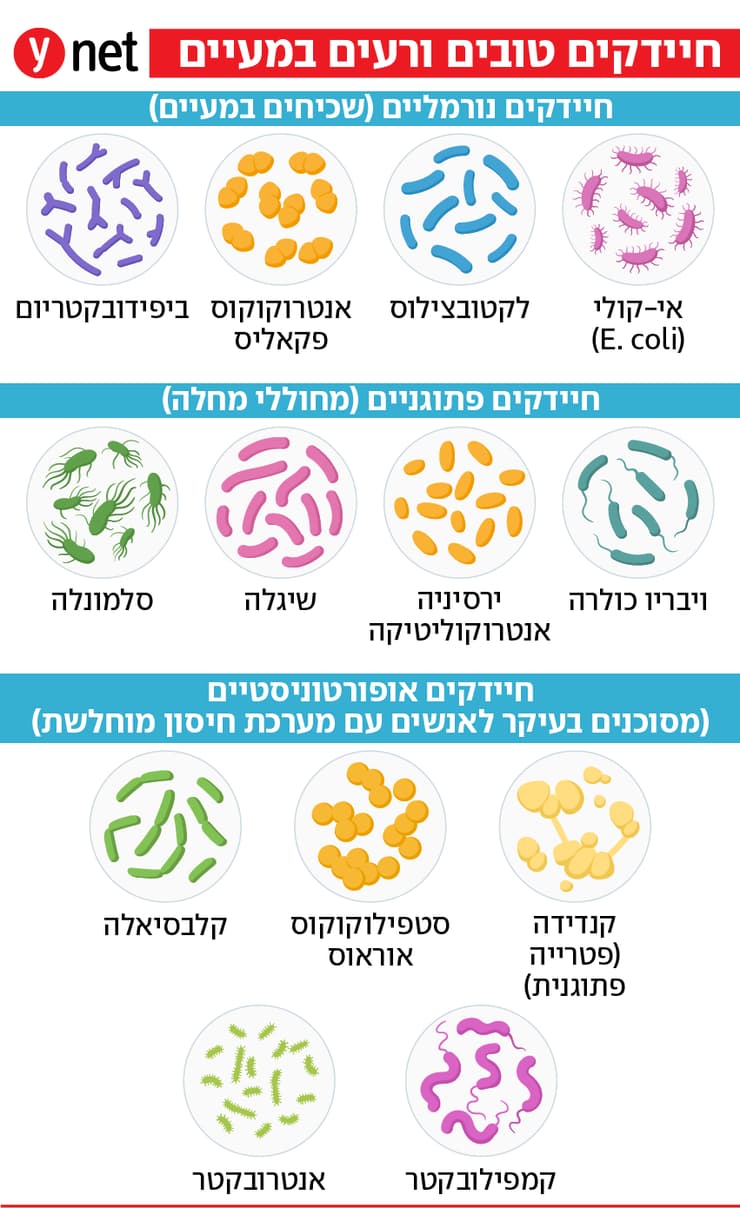 אינפו חיידקי מעיים