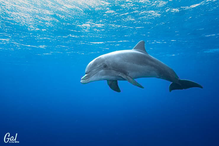 דולפינה באילת