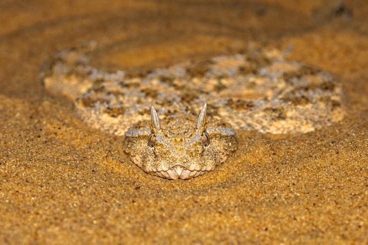 עכן חרטומים בנגב המערבי