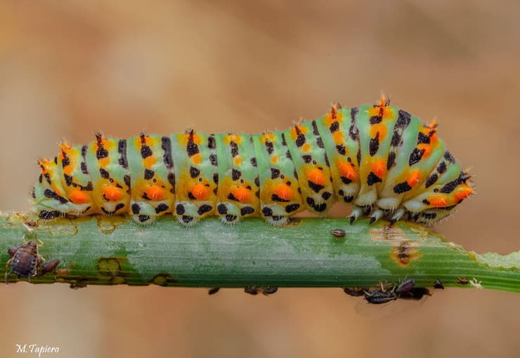 זחל זנב סנונית