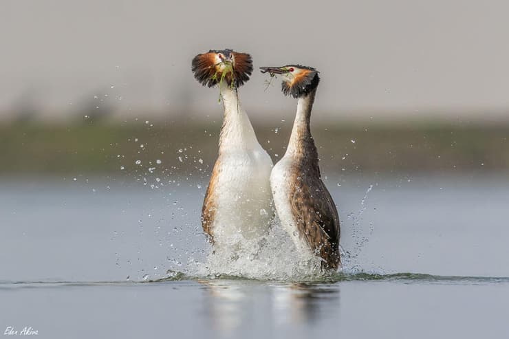 טבלן מצויץ בחיזור