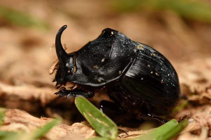קרנפית ספרדית
