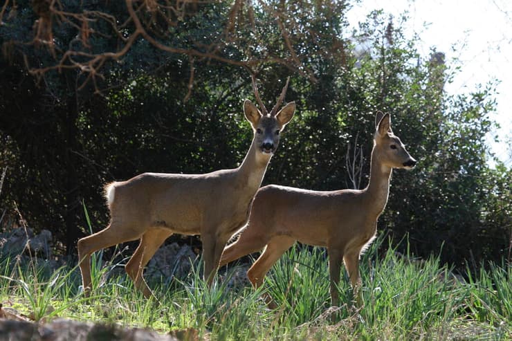 אייל הכרמל בחי בר כרמל