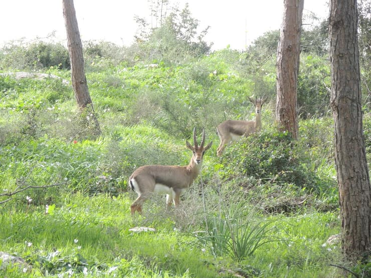 צבאים ברמת הנדיב