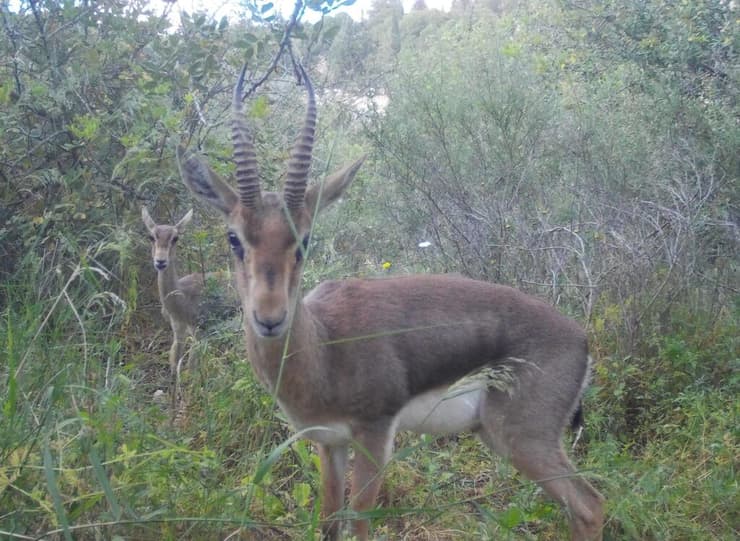 צבי ארץ ישראלי במחצבה