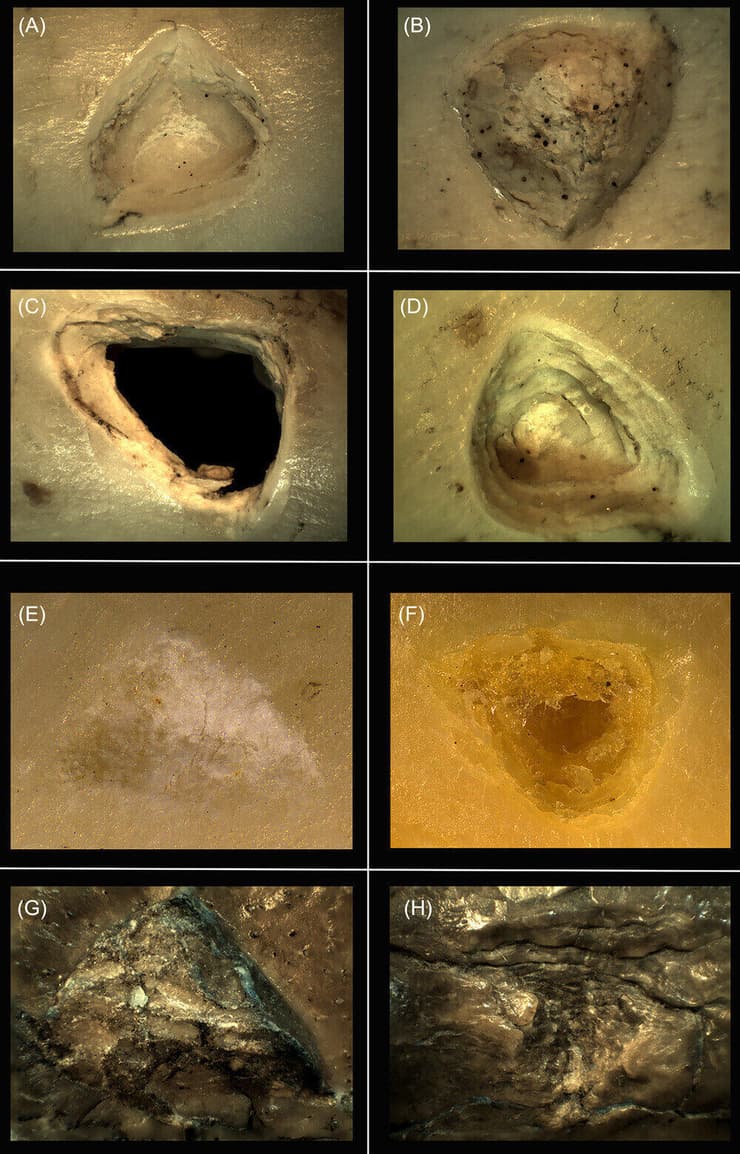 דוגמאות לחורי שיניים שתועדו מדגימת הנמר הניסויית (A-F) ושני חורי השיניים שתועדו בלסת התחתונה של הומו הביליס (G, H)