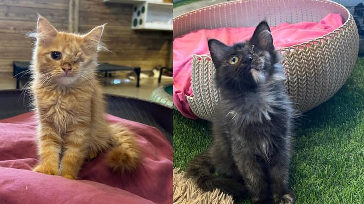 אלכסה וניקה