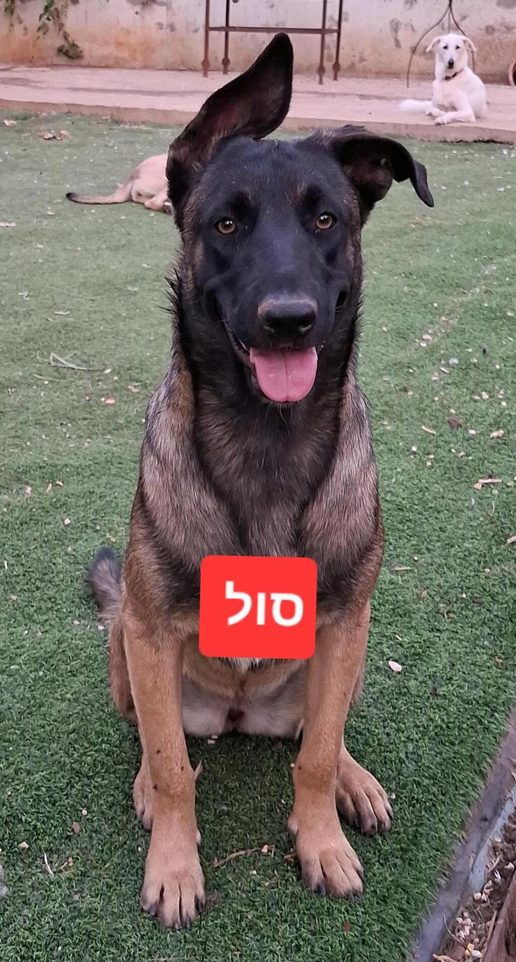 סול