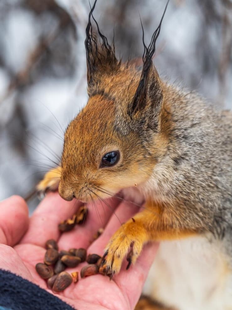 האכלת סנאי, פעולה שתרמה רבות לתוקפנות כלפי בני האדם בעיר סן רפאל שבקליפורניה