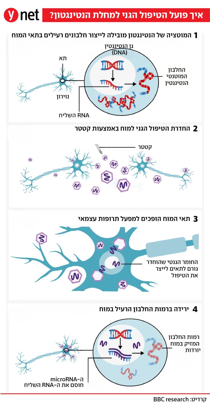 אינפו הנטינגטון