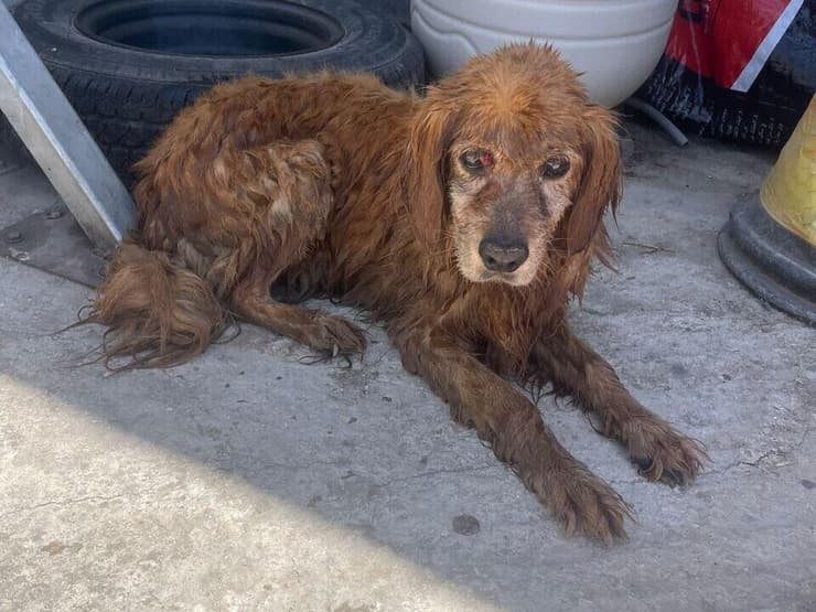 הכלב חומי, שנשרף למוות בבית שאן