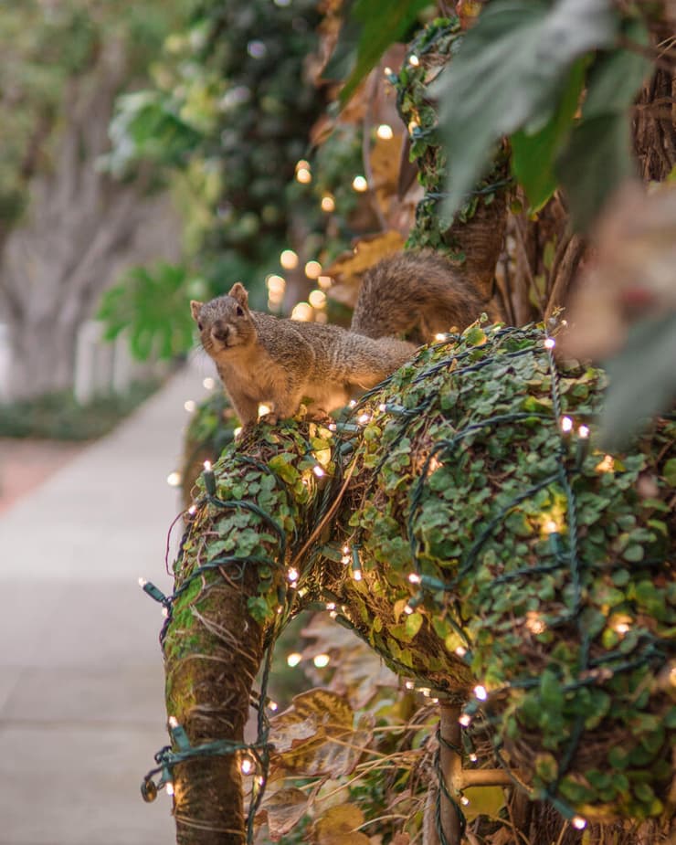 סנאי במרחב הציבורי בקליפורניה