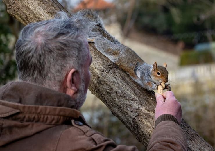 האכלת סנאי, פעולה שתרמה רבות לתוקפנות כלפי בני האדם בעיר סן רפאל שבקליפורניה