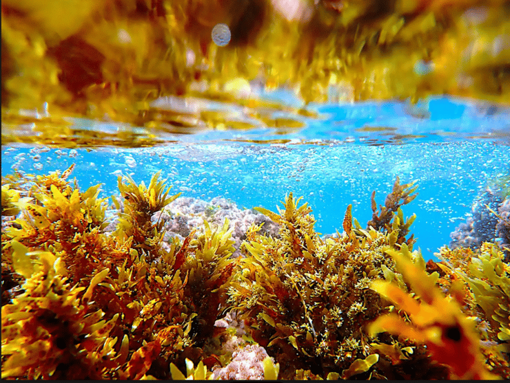 גן אצות ישראלי תת-ימי. מיני האצות: סרגסון (Sargassum vulgare) , גנית מאדימה (Jania rubens) , חסנית (Ulva rigida) (צילום: אוניברסיטת תל אביב) גן אצות ישראלי תת־ימי. מיני האצות: סרגסון (Sargassum vulgare) , גנית מאדימה (Jania rubens) , חסנית (Ulva rigida)