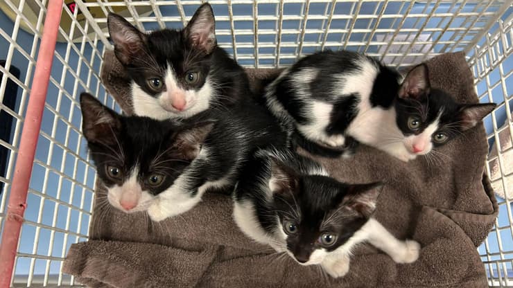 אפרסק ושלושת אחיו