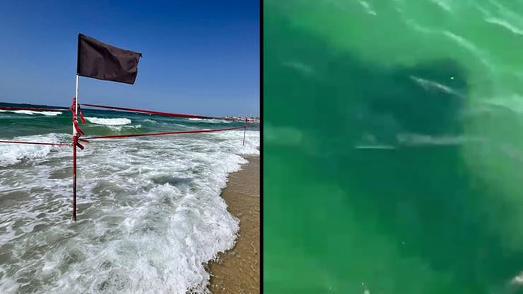 הכריש לווייתן וחסימת החוף (צילום: גדי קבלו, מייק אדרי) הכריש במים וחסימת החוף