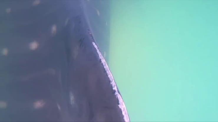 כריש בחוף באשדוד