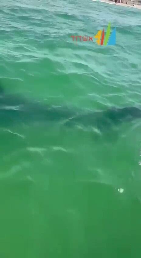 כריש בחוף י"א באשדוד